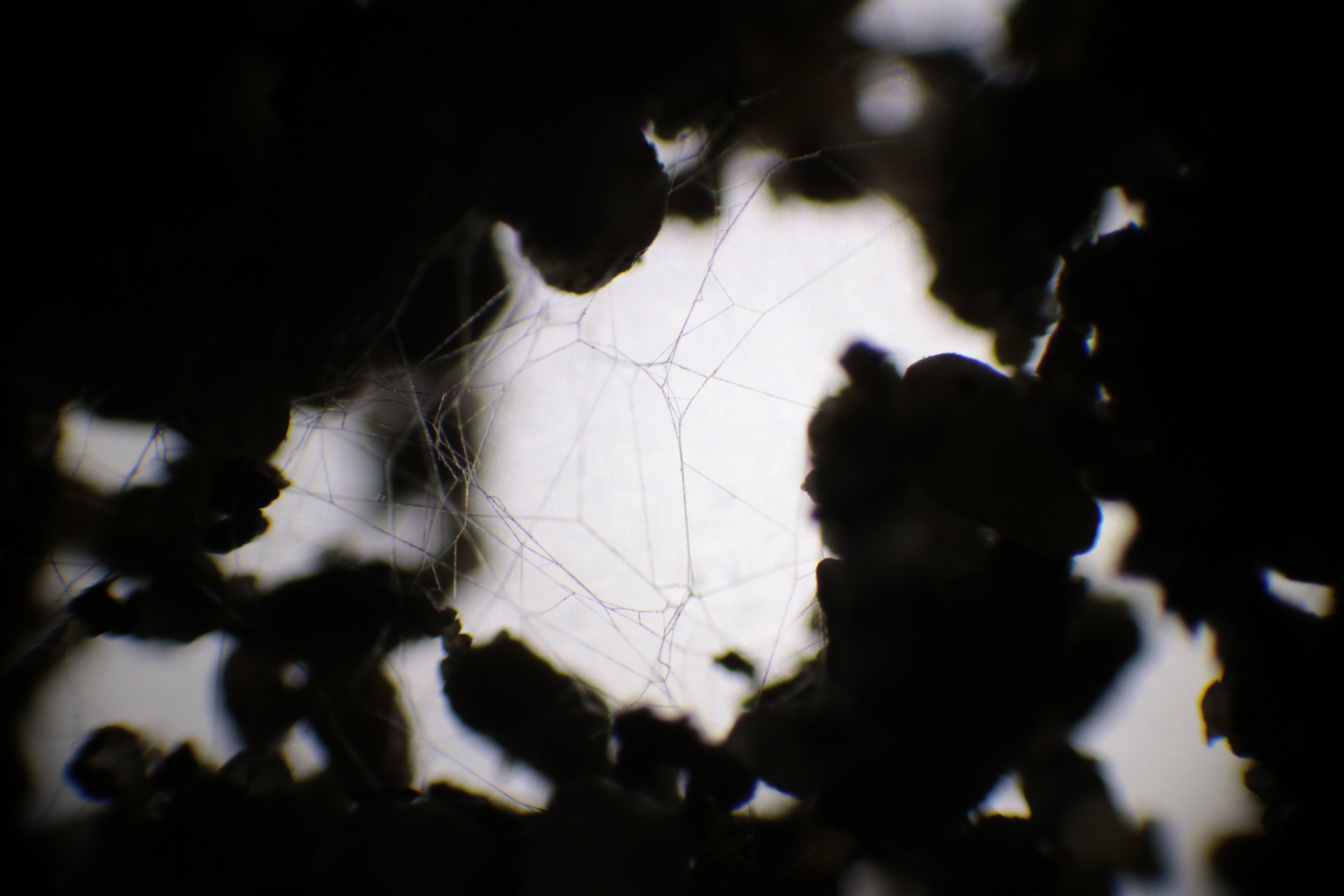 Observation microscopique d'agrégats de sol et de mycélium